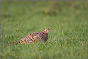 auf den Wiesen am Niederrhein... Fasanenhenne *Phasianus colchicus*