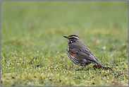 die kleinste Drossel...  Rotdrossel *Turdus iliacus*