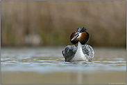 mit aufgestelltem Federkragen... Haubentaucher *Podiceps cristatus*