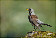 aufgeregt... Wacholderdrossel *Turdus pilaris*