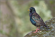 im schönsten Kleid... Star *Sturnus vulgaris*