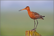 zur Morgenstund'... Uferschnepfe *Limosa limosa*