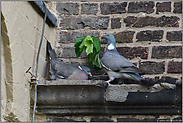 Brautgeschenke... Ringeltaube *Columba palumbus*