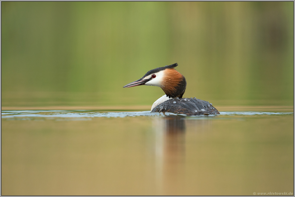 Windstille... Haubentaucher *Podiceps cristatus*