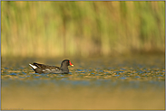 noch ein Schilfbewohner... Teichhuhn *Gallinula chloropus*