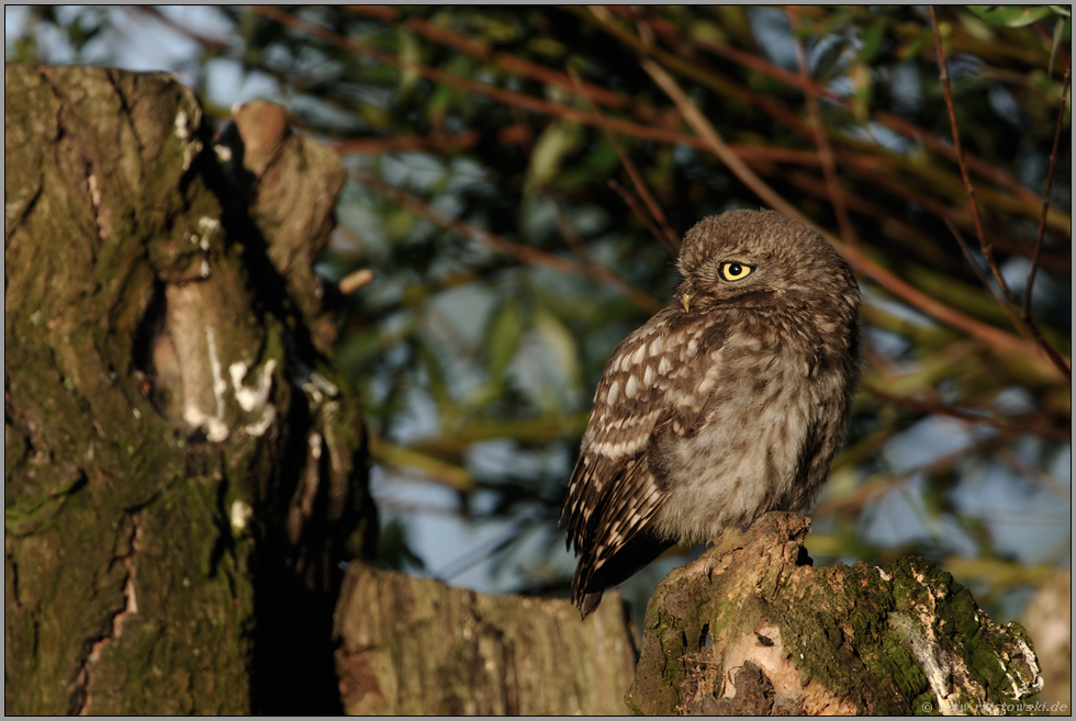 rückblickend... Steinkauz *Athene noctua*