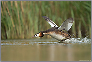 Revierverteidigung... Haubentaucher *Podiceps cristatus*