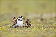 geborgen... Flussregenpfeifer *Charadrius dubius*