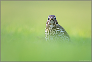 Drosselblick... Singdrossel *Turdus philomelos*