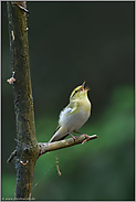 Reviergesang... Waldlaubsänger *Phylloscopus sibilatrix*