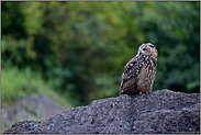 auf dem langezogenen Felsen... Europäischer Uhu *Bubo bubo*