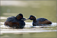 Futter für die Kleinen... Schwarzhalstaucher *Podiceps nigricollis*