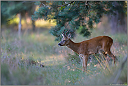 vorsichtig... Rehbock *Capreolus capreolus*