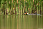 Schilfspiegelungen... Haubentaucher *Podiceps cristatus*