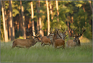 noch stehen sie beieinander... Hirschrudel *Cervus elaphus*