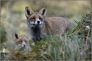 seltener Anblick... Rotfüchse *Vulpes vulpes*