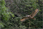 mitgezogen... Europäischer Uhu *Bubo bubo*