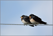 flügge... Rauchschwalben *Hirundo rustica*