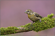 definitiv ein Jungvogel... Fichtenkreuzschnabel *Loxia curvirostra*