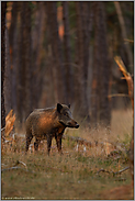 unentschlossen... Wildschwein *Sus scrofa*