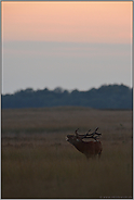 immer wieder ein Erlebnis... Rotwildbrunft *Cervus elaphus*