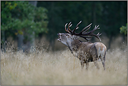 hirschröhren... Rothirsch *Cervus elaphus*