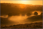 Bodennebel in der Heide... Veluwe *Niederlande*