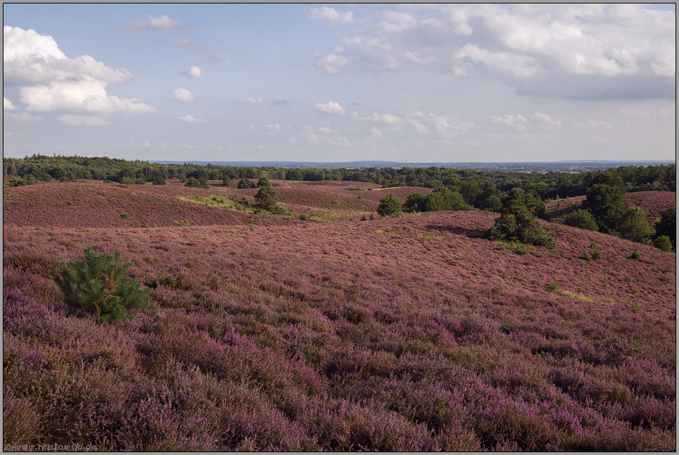 endlose Weite... Veluwe *Niederlande*