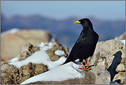 hoch oben... Alpendohle *Pyrrhocorax graculus*