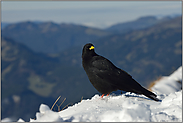 am Gipfel... Alpendohle *Pyrrhocorax graculus*