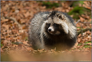 Bodenperspektive... Marderhund *Nyctereutes procyonoides*