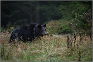 im Morgengrauen... Europäischer Braunbär *Ursus Arctos*