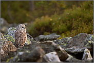 im Steinfeld... Habichtskauz *Strix uralensis*