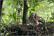 sichernder Blick nach oben... Sperber *Accipiter nisus*