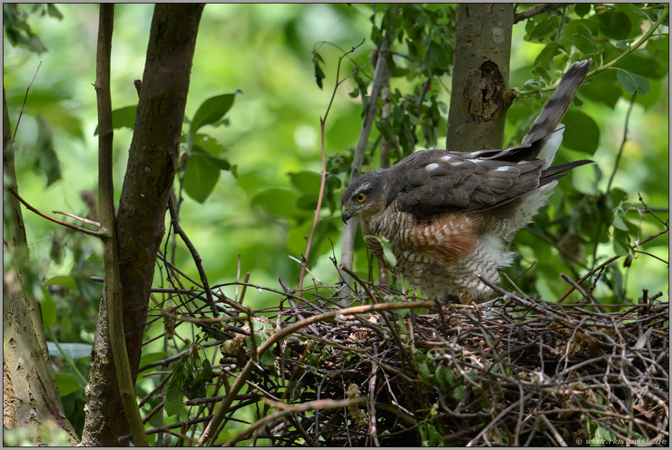 einmal durchstrecken... Sperber *Accipiter nisus*
