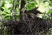 Holzrückearbeiten... Sperber *Accipiter nisus*