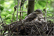 hudernd und wachend... Sperber *Accipiter nisus*