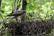 überraschendes Nistmaterial... Sperber *Accipiter nisus*