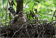 auf dem Sperberhorst... Sperber *Accipiter nisus*