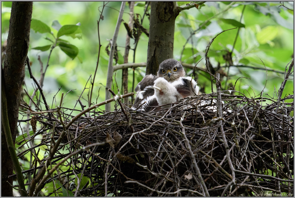 reinlich... Sperber *Accipiter nisus*