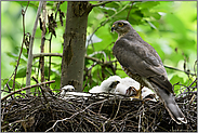 stolzer Vogel... Sperber *Accipiter nisus*