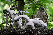 was für eine Rasselbande... Sperber *Accipiter nisus*