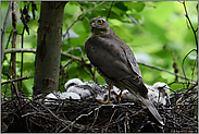 Futter für den Nachwuchs... Sperber *Accipiter nisus*