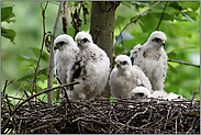 alle Fünfe... Sperber *Accipiter nisus*