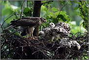 nach dem großen Gewitter... Sperber *Accipiter nisus*