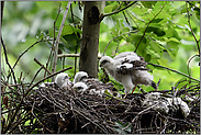 das tote Küken... Sperber *Accipiter nisus*