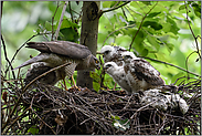 es geht einfach weiter... Sperber *Accipiter nisus*