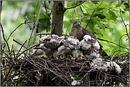 gerupft und geköpft... Sperber *Accipiter nisus*