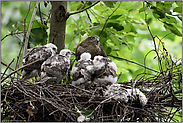 vor der Fütterung... Sperber *Accipiter nisus*