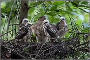 Sperber mit Nachwuchs... Sperber *Accipiter nisus*